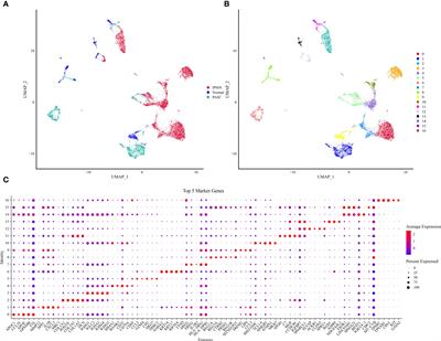 Identification of fibroblast-related genes based on single-cell and machine learning to predict the prognosis and endocrine metabolism of pancreatic cancer